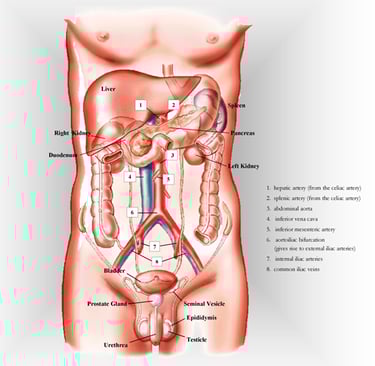 Abdominal organ anatomy chart.