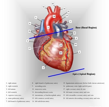 Adult heart- anterior view anatomy chart.