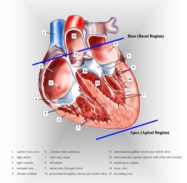 Adult heart- longitudinal section anatomy chart.