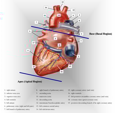 Adult heart- posterior view anatomy chart.