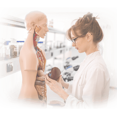 Ultrasound student in lab coat examining an anatomic model.