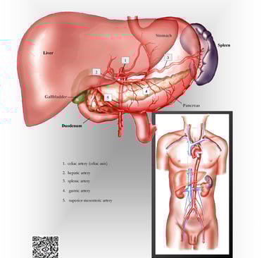 Arteries of the upper abdomen anatomy chart.