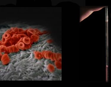 A banner of images depicting various elements of factors behind blood pressure and flow.