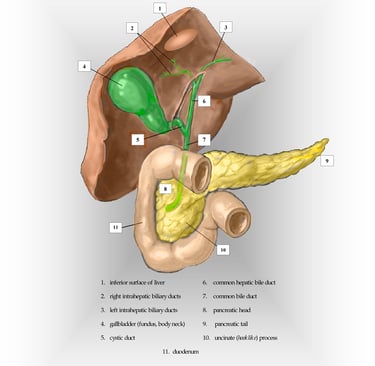 gallbladder, biliary system and pancreas anatomy chart.
