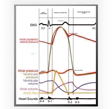 The heart- correlation of simultaneous electromechanical events.