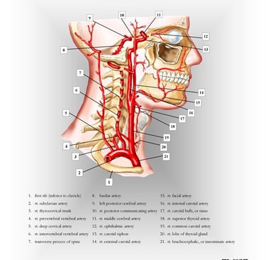 Carotid & vertebral artery anatomy to the brain.