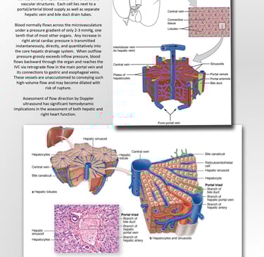 Liver microcirculation anatomy chart.