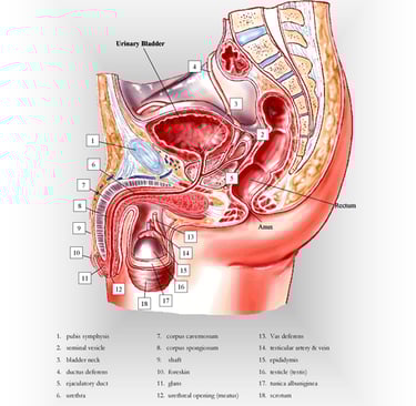Male pelvis anatomy chart.
