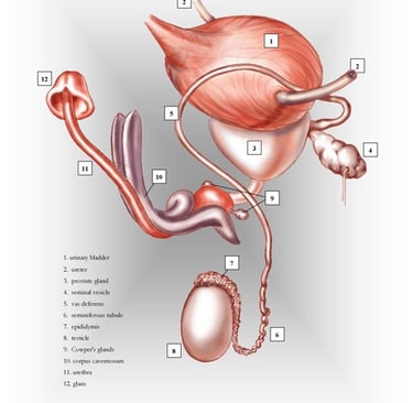 Male urogenital system. anatomy chart.