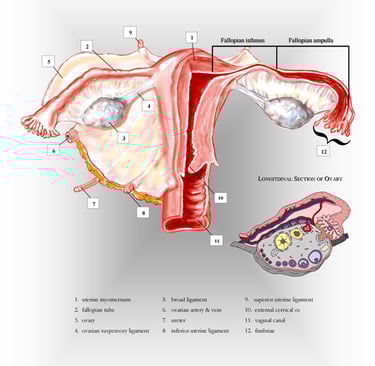 Uterus, fallopian tubes and ovaries anatomy chart.