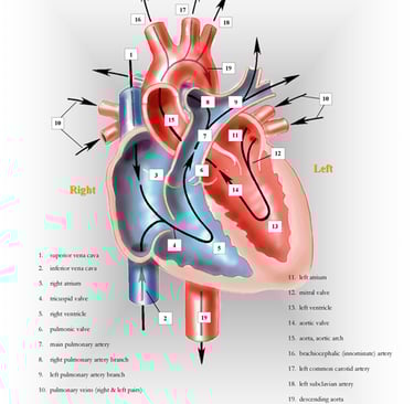 The heart- path of blood flow anatomy chart.