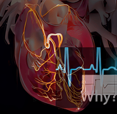 High-res graphic showing the heart and EKG conduction system.