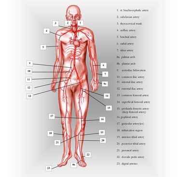 Major arteries of the body anatomy chart..