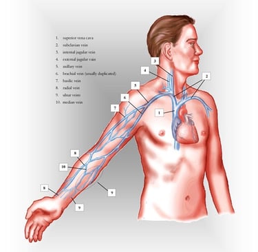Upper extremity veins anatomy chart.
