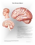 The brain- anatomy chart.