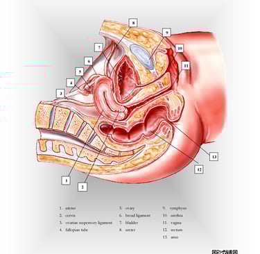 Female pelvis- longitudinal view. anatomy chart.