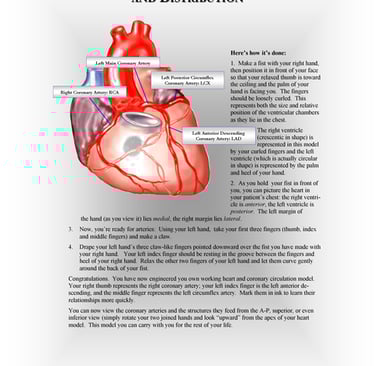 The heart- how to visualize the coronary artery distribution.