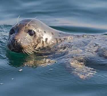Marine Life Trips