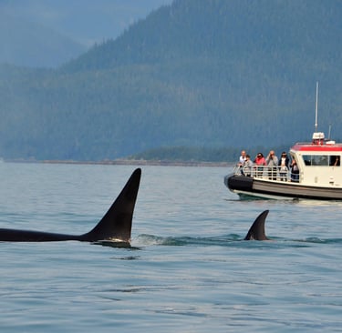 Whale Watching Excursions