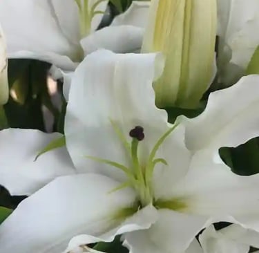 a bouquet of white and pink flowers