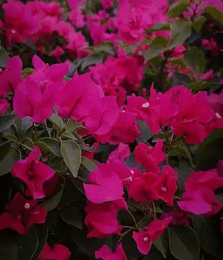 a bunch of pink flowers in a field