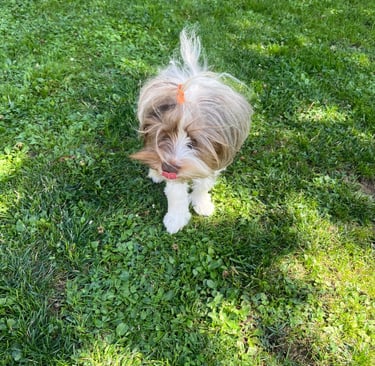 Yorkshire Blue berry