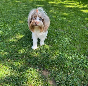 femelle yorkshire blue berry biro