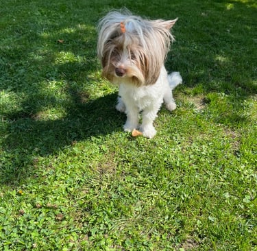 YORSHIRE BLUE BERRY DIAMOND