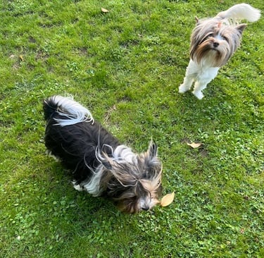 couple parents biewer