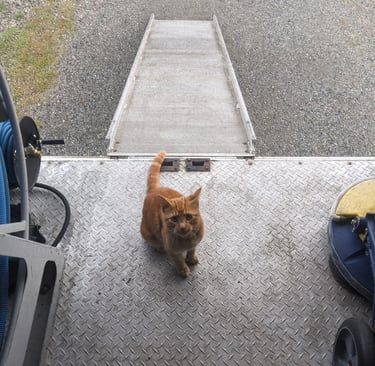 Cat in carpet cleaning truck