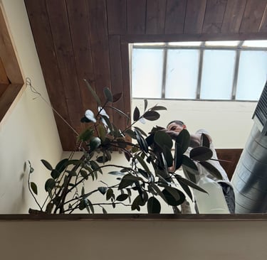 Indoor plant care visit in a Tucson home, ongoing maintenance by Botanic Bliss Co.