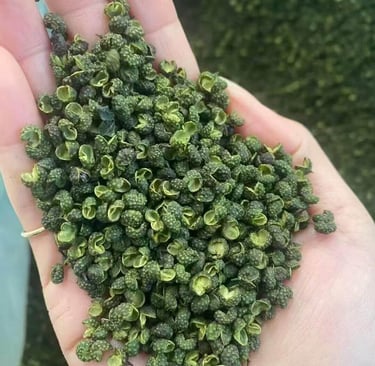 Handful of high-quality green Sichuan peppercorns, a pungent and numbing Chinese spice.