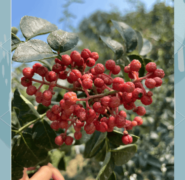 Close-up of ripe red Sichuan peppers growing on a branch with green leaves against a blue sky.