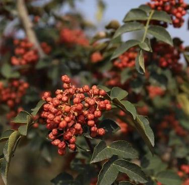 Close-up of ripe red Sichuan peppercorns growing on a prickly ash tree branch with green leaves.