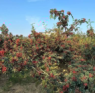 Vibrant red Sichuan peppers growing on green bushes in an outdoor field under a blue sky.