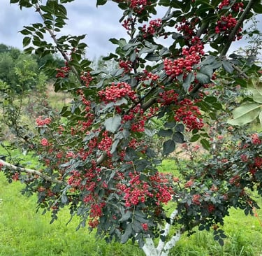 Sichuan Pepper trees