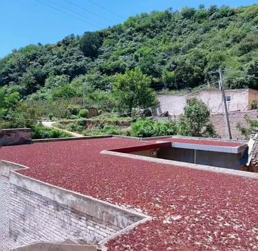 Drying Hancheng Dahongpao Peppercorns