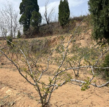 a Sichuan pepper tree that has been cut in half and is growing