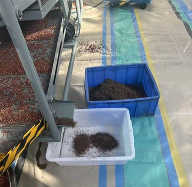 remove the Sichuan pepper's seeds and stems