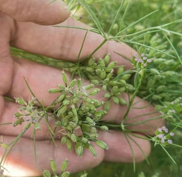 a person holding a bunch of cumin flowers in their hands