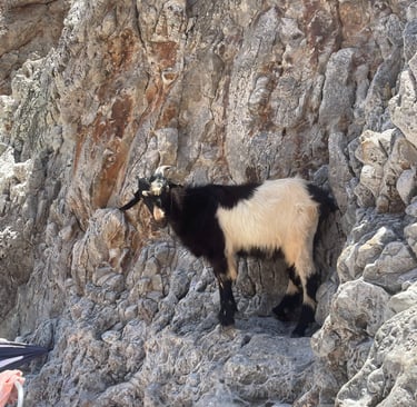 a goat is standing on a rocky cliff face