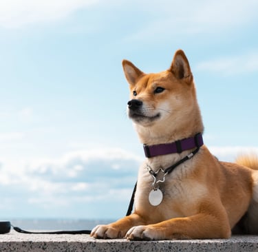 a cute shiba inu dog sitting on a stone bench with a pet tag on its collar