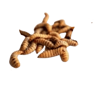 Larvae Live Larvae Feed for Fish Feed for Poultry