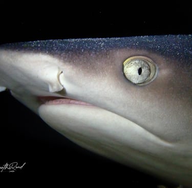Majestic white tip reef shark swimming in the waters around Gili Trawangan, a highlight for divers.