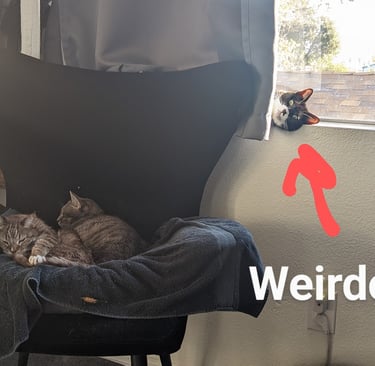 Jill Bennett filmmaker