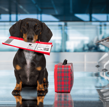 Viagem internacional com cães e gatos