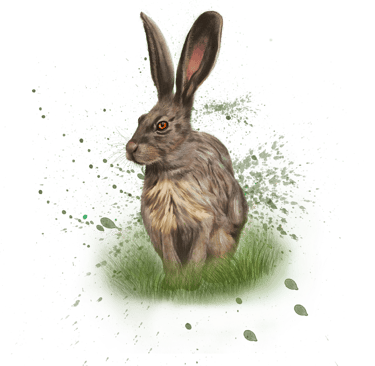 Hare spirit animal image taken from the animal spirit oracle deck