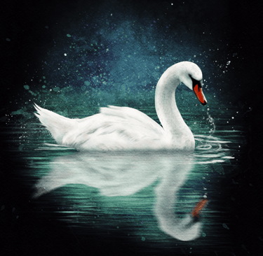 Swan from the Animal Spirit Oracle Deck
