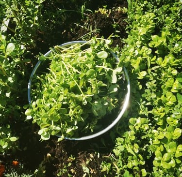 golden purslane in the garden 