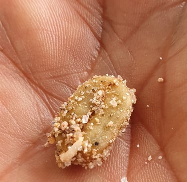 Grano de café iniciando germinación